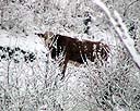Looking Through The Snowy Bush - Cow.jpg